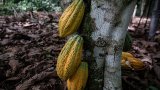 Sao Tomé and Principé: UN Experts help protect cocoa plantations